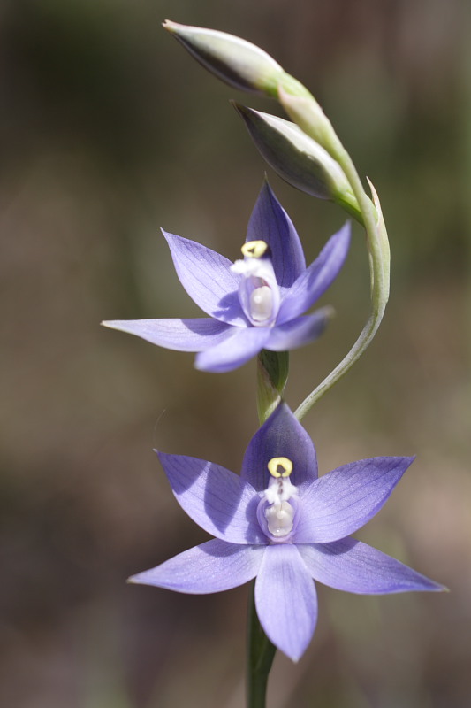 Thelymitra spec., Lokation: Australien | Western Australia | Brookton | Brookton Kategorien: Familie: Orchidaceae (Orchideen ), Datum: 26.10.2008