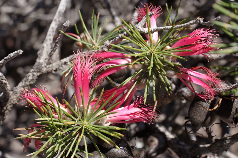 Calothamnus rupestris, Lokation: Australien | Western Australia | Brookton | Brookton Kategorien: Familie: Myrtaceae (Myrtengewächse ), Datum: 26.10.2008