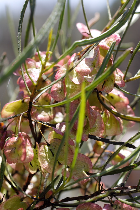 Dodonaea viscosa, Lokation: Australien | Western Australia | Brookton | Brookton Kategorien: Familie: Sapindaceae (Seifenbaumgewächse ), Datum: 26.10.2008
