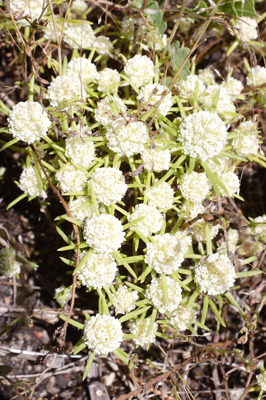 Lokation: Australien | Western Australia | Brookton | Brookton Kategorien: Datum: 26.10.2008