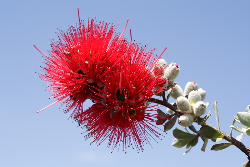 Kunzea pulchella, Lokation: Australien | Western Australia | Brookton | Brookton Kategorien: Familie: Myrtaceae (Myrtengewächse ), Datum: 26.10.2008
