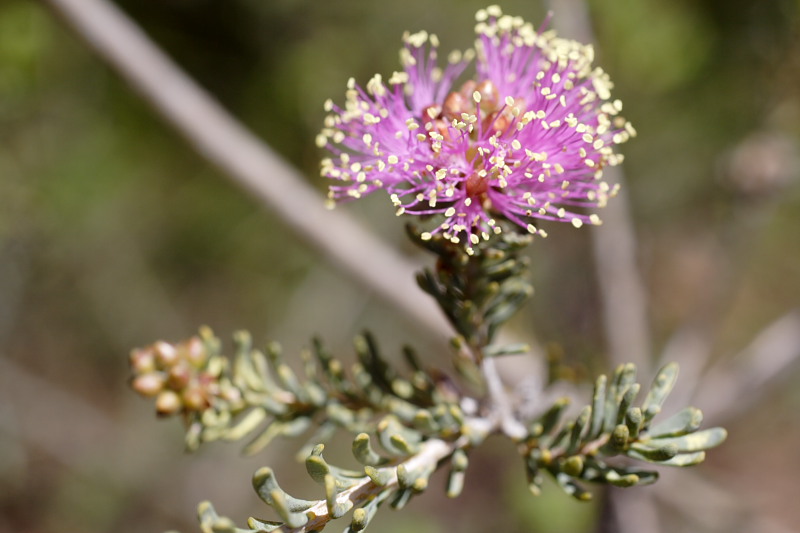 Melaleuca spec., Lokation: Australien | Western Australia | Brookton | Brookton Kategorien: Familie: Myrtaceae (Myrtengewächse ), Datum: 26.10.2008