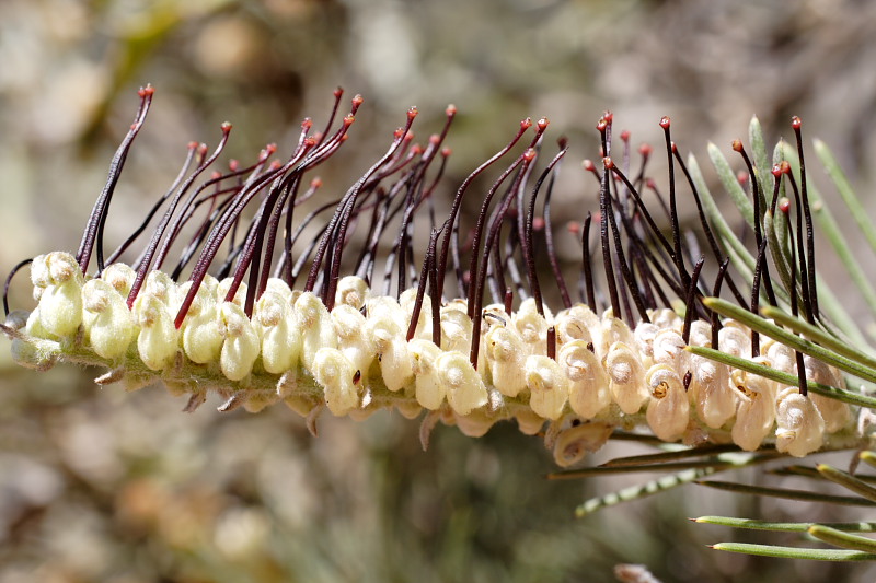 Grevillea hookeriana, Lokation: Australien | Western Australia | Brookton | Brookton Kategorien: Familie: Proteaceae (Proteusgewächse ), Datum: 26.10.2008