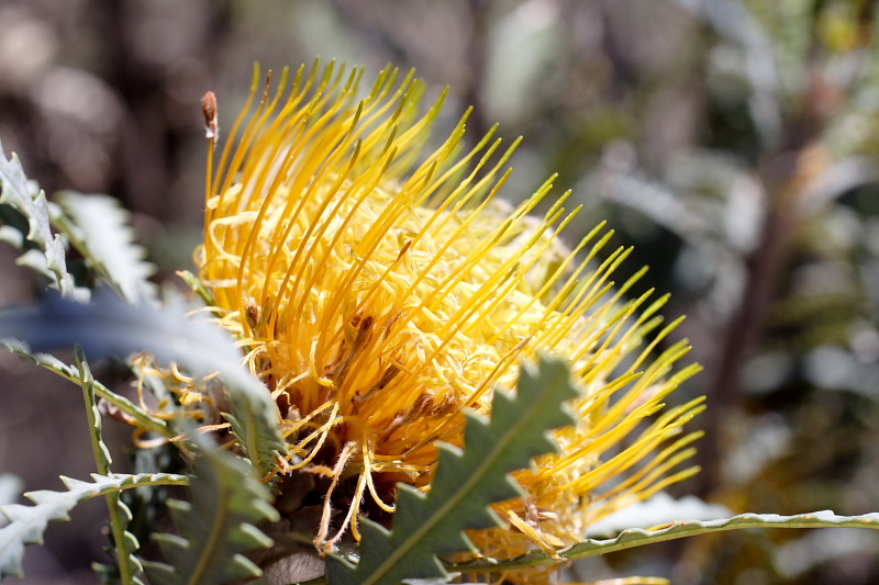 Dryandra formosa, Lokation: Australien | Western Australia | Brookton | Brookton Kategorien: Familie: Proteaceae (Proteusgewächse ), Datum: 26.10.2008