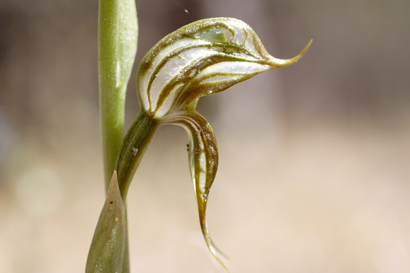 Pterostylis cf. vittata, Kategorien: Datum: 26.10.2008