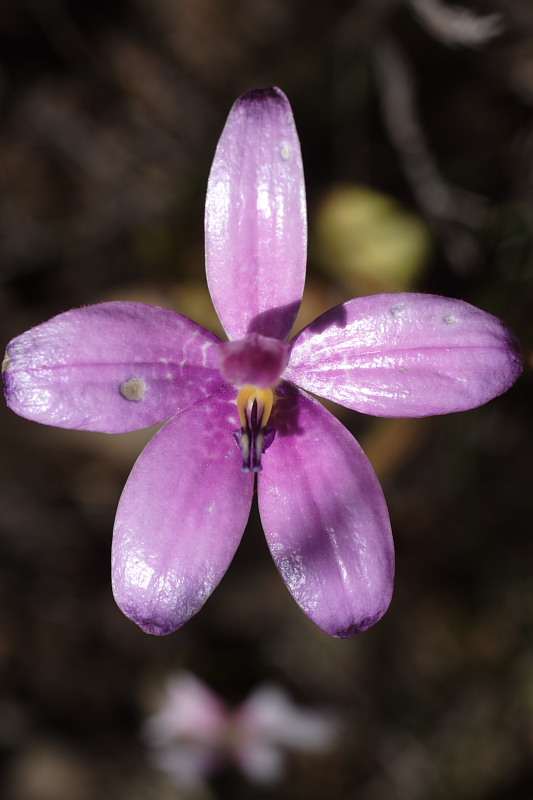 Elythranthera spec., Kategorien: Datum: 26.10.2008