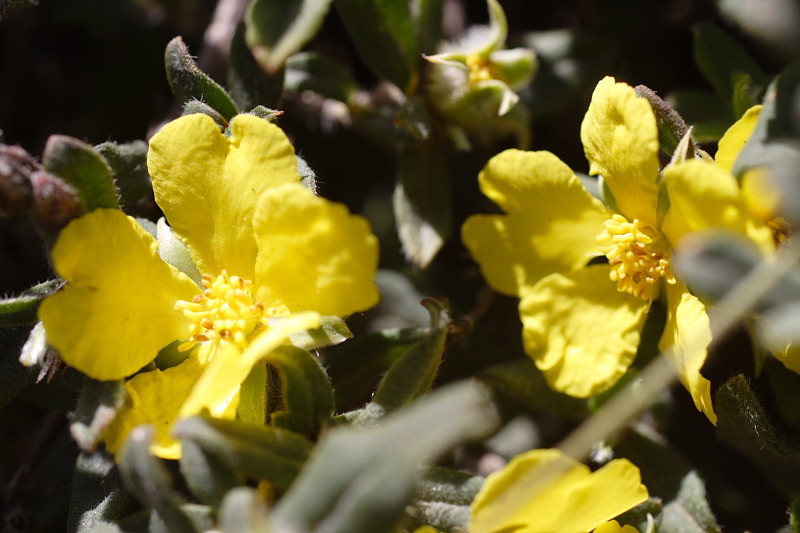 Hibbertia commutata, Kategorien: Datum: 26.10.2008