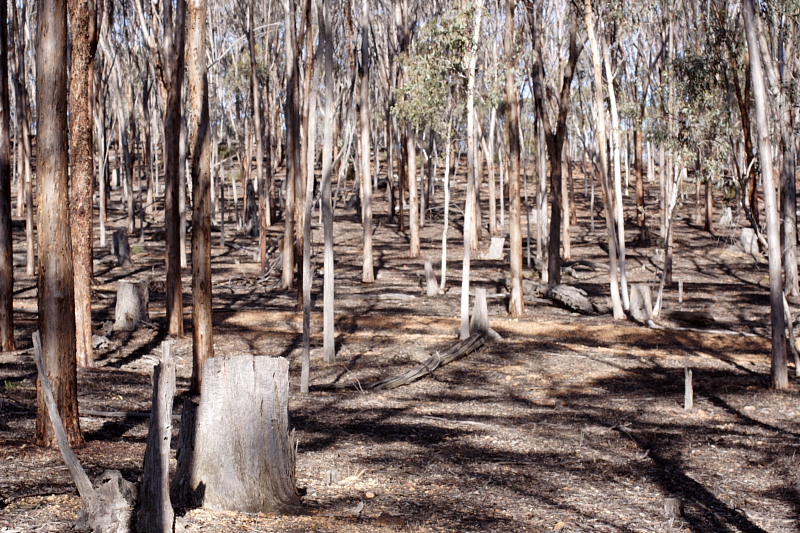 Eucalyptus astringens, Lokation: Australien | Western Australia | Dryandra | Dryandra Kategorien: Familie: Myrtaceae (Myrtengewächse ), Datum: 26.10.2008