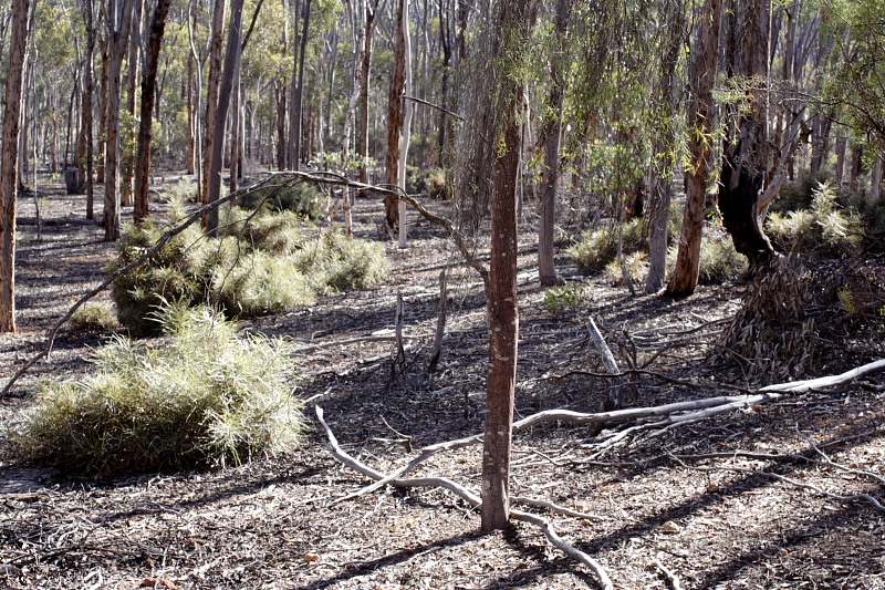 Santalum murryanum, Dryandra spec., Lokation: Australien | Western Australia | Dryandra | Dryandra Kategorien: Familie: Santalaceae (Sandelholzgewächse ), Datum: 26.10.2008