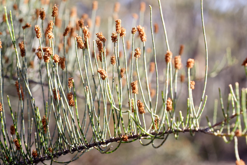 Allocasuarina humilis, Lokation: Australien | Western Australia | Dryandra | Dryandra Kategorien: Familie: Casuarinaceae (Kasuarinagewächse), Datum: 26.10.2008