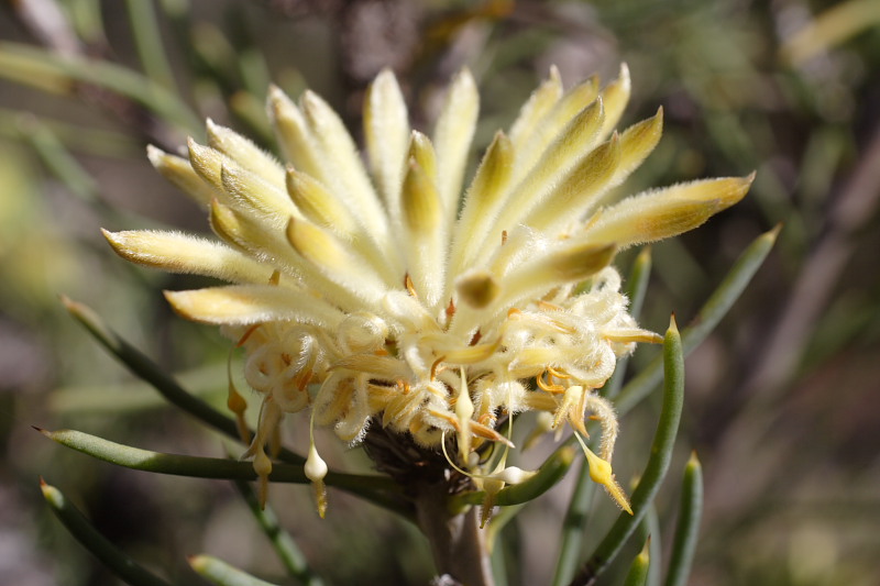 Petrophile brevifolia, Lokation: Australien | Western Australia | Dryandra | Dryandra Kategorien: Familie: Proteaceae (Proteusgewächse ), Datum: 26.10.2008