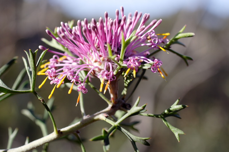 Isopogon crithmifolius, Lokation: Australien | Western Australia | Dryandra | Dryandra Kategorien: Familie: Proteaceae (Proteusgewächse ), Datum: 26.10.2008