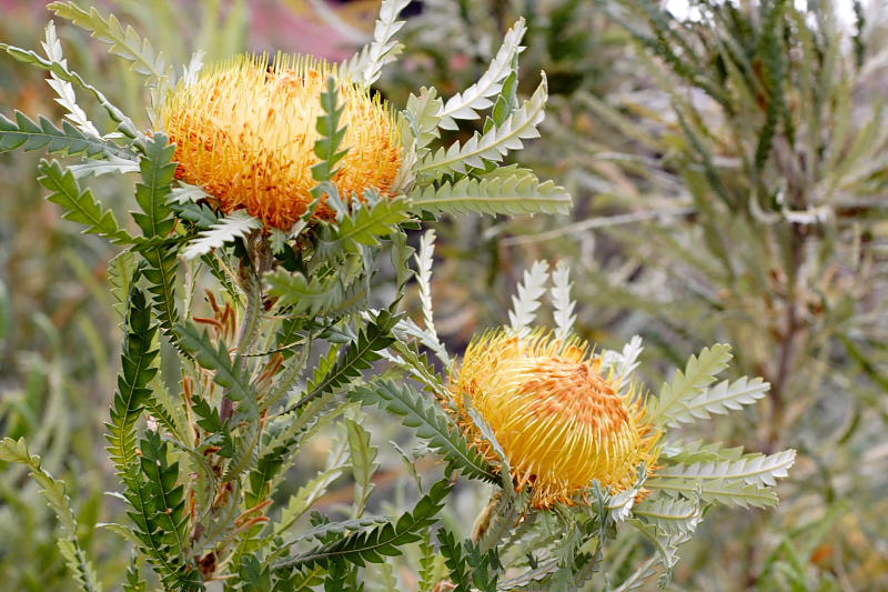 Dryandra formosa, Lokation: Australien | Western Australia | Mount Barker | Mount Barker Kategorien: Familie: Proteaceae (Proteusgewächse ), Datum: 27.10.2008