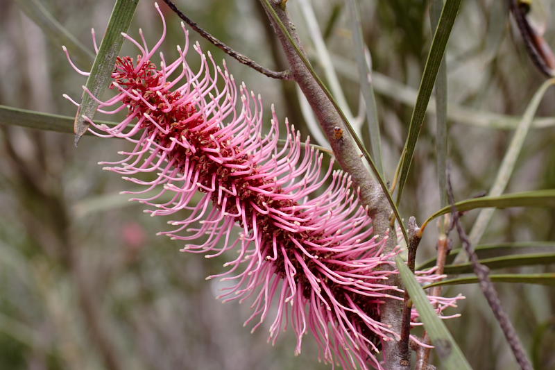 Hakea coriacea, Lokation: Australien | Western Australia | Mount Barker | Mount Barker Kategorien: Familie: Proteaceae (Proteusgewächse ), Datum: 27.10.2008