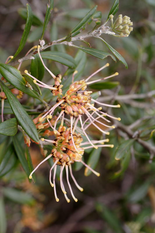 Grevillea olivacea, Lokation: Australien | Western Australia | Mount Barker | Mount Barker Kategorien: Familie: Proteaceae (Proteusgewächse ), Datum: 27.10.2008