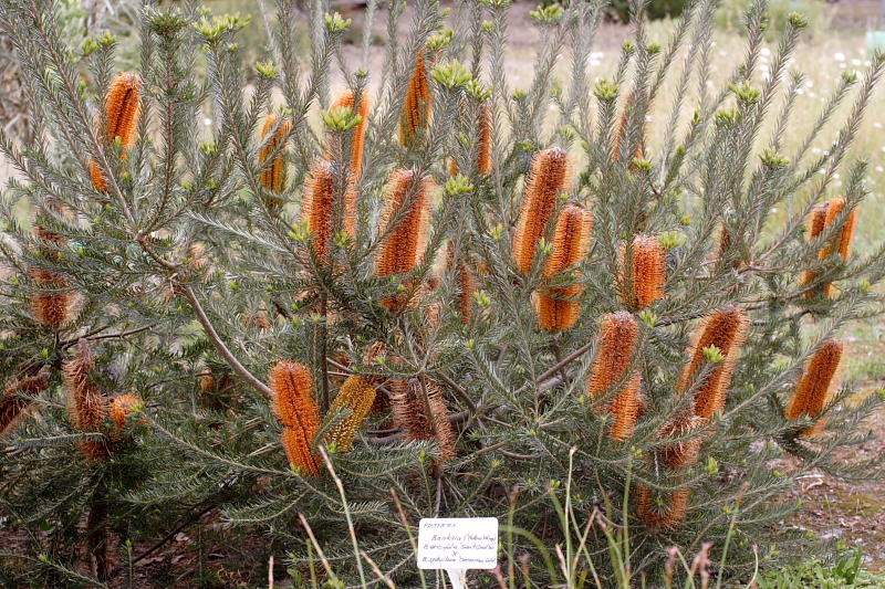Banksia ericifolia x spinulosa, Lokation: Australien | Western Australia | Mount Barker | Mount Barker Kategorien: Familie: Proteaceae (Proteusgewächse ), Datum: 27.10.2008