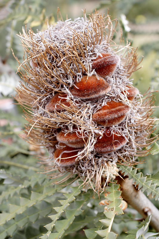 Banksia speciosa, Lokation: Australien | Western Australia | Mount Barker | Mount Barker Kategorien: Familie: Proteaceae (Proteusgewächse ), Datum: 27.10.2008