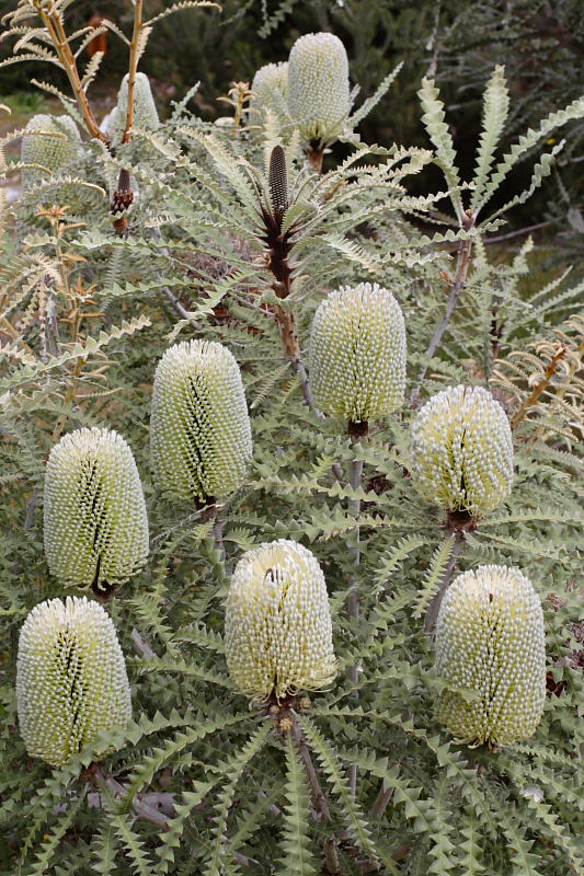 Banksia speciosa, Lokation: Australien | Western Australia | Mount Barker | Mount Barker Kategorien: Familie: Proteaceae (Proteusgewächse ), Datum: 27.10.2008