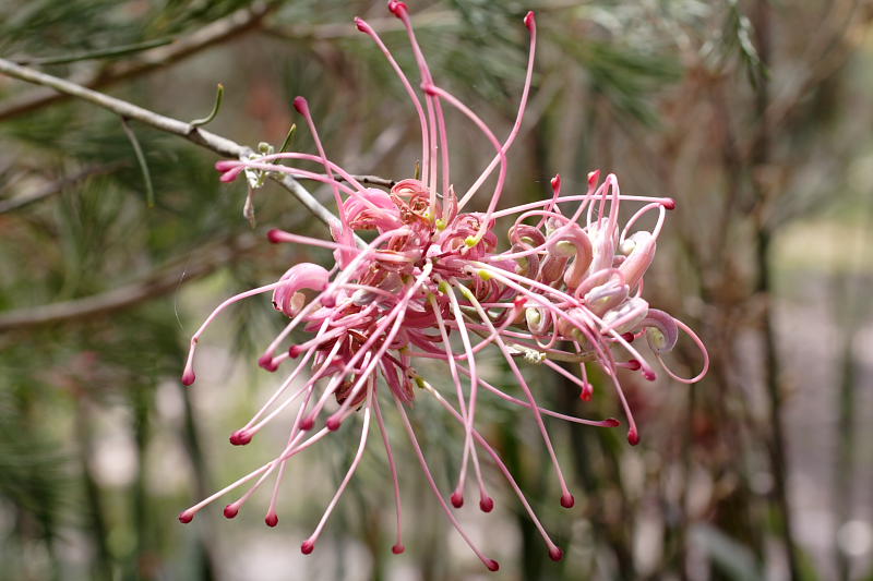Grevillea superba, Lokation: Australien | Western Australia | Mount Barker | Mount Barker Kategorien: Familie: Proteaceae (Proteusgewächse ), Datum: 27.10.2008
