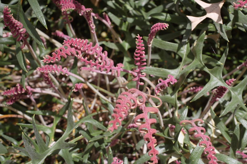 Banksia pteridifolia, Lokation: Australien | Western Australia | Mount Barker | Mount Barker Kategorien: Familie: Proteaceae (Proteusgewächse ), Datum: 27.10.2008