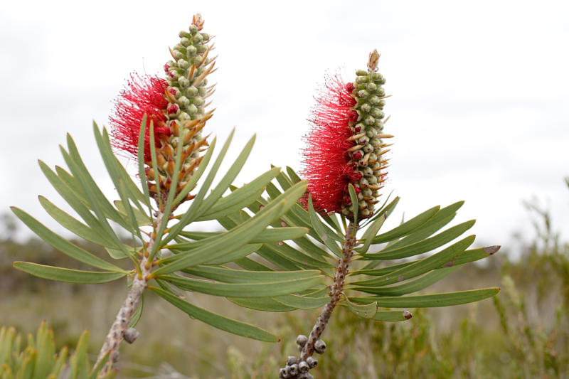Callistemon spec., Lokation: Australien | Western Australia | Emu Point | Emu Point Kategorien: Familie: Myrtaceae (Myrtengewächse ), Datum: 27.10.2008
