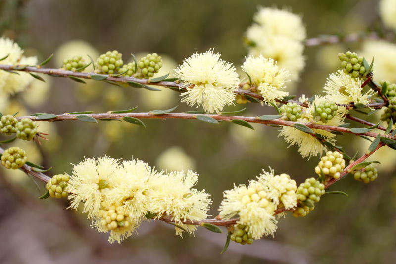 Melaleuca spec., Lokation: Australien | Western Australia | Emu Point | Emu Point Kategorien: Familie: Myrtaceae (Myrtengewächse ), Datum: 27.10.2008