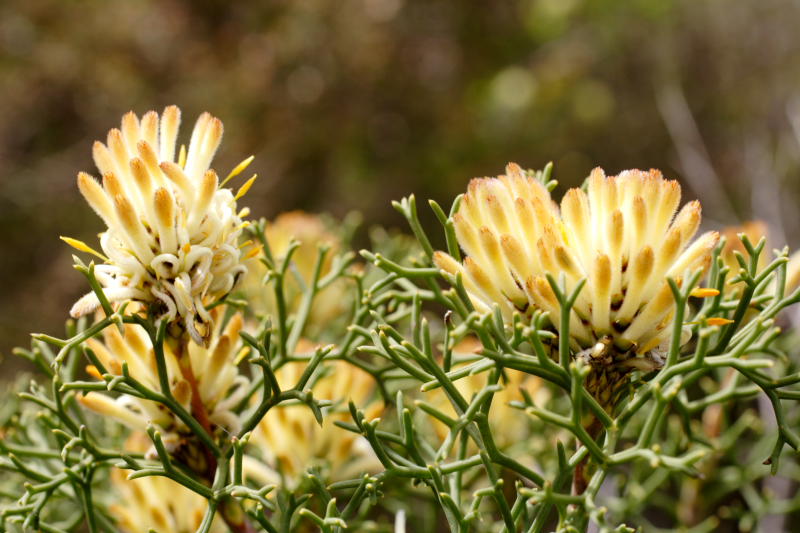 Petrophile rigida, Lokation: Australien | Western Australia | Emu Point | Emu Point Kategorien: Familie: Proteaceae (Proteusgewächse ), Datum: 27.10.2008
