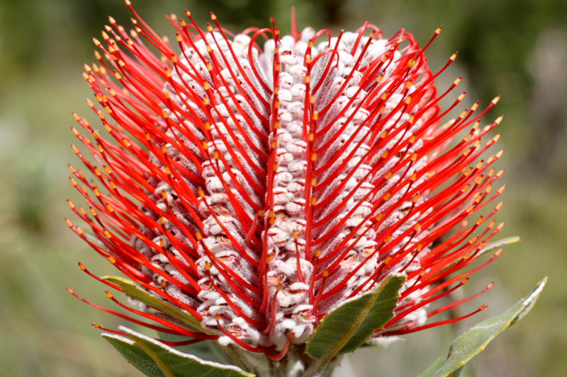 Banksia coccinea, Lokation: Australien | Western Australia | Emu Point | Emu Point Kategorien: Familie: Proteaceae (Proteusgewächse ), Datum: 27.10.2008