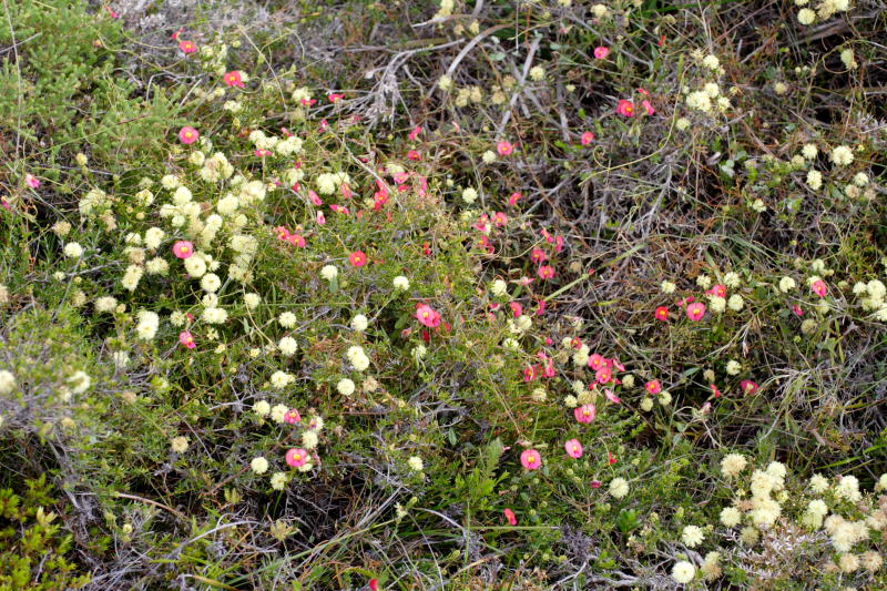 Chorizema spec., Lokation: Australien | Western Australia | Emu Point | Emu Point Kategorien: Familie: Fabaceae (Schmetterlingsblütler ), Datum: 27.10.2008