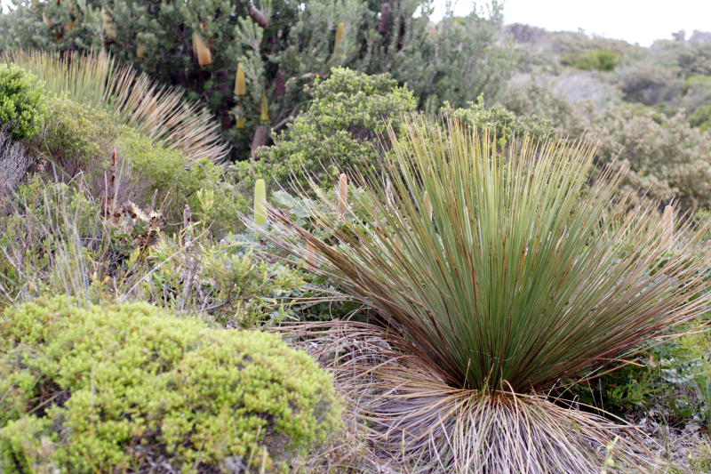 Xanthorrhoea preissii, Lokation: Australien | Western Australia | Emu Point | Emu Point Kategorien: Familie: Xanthorrhoeaceae (Grasbaumgewächse ), Datum: 27.10.2008