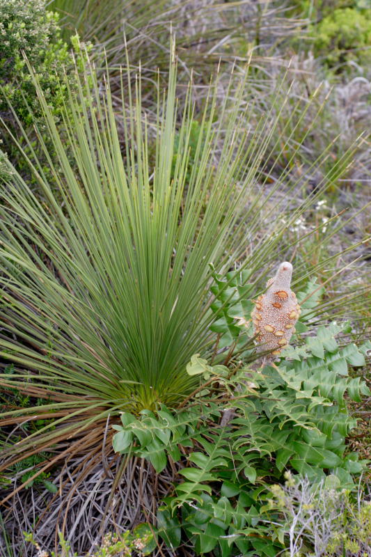 Banksia grandis, Lokation: Australien | Western Australia | Emu Point | Emu Point Kategorien: Familie: Proteaceae (Proteusgewächse ), Datum: 27.10.2008
