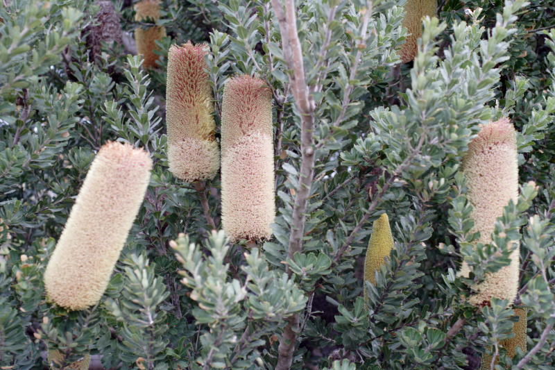 Banksia praemorsa, Lokation: Australien | Western Australia | Emu Point | Emu Point Kategorien: Familie: Proteaceae (Proteusgewächse ), Datum: 27.10.2008