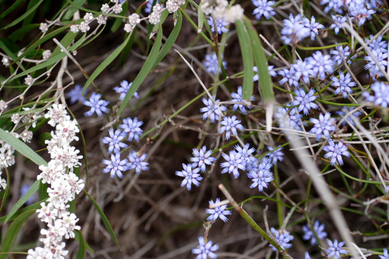 Conospermum coerulescens (blue), Agonis flexuosa (white), Lokation: Australien | Western Australia | Emu Point | Emu Point Kategorien: Familie: Proteaceae (Proteusgewächse ), Familie: Myrtaceae (Myrtengewächse ), Datum: 27.10.2008