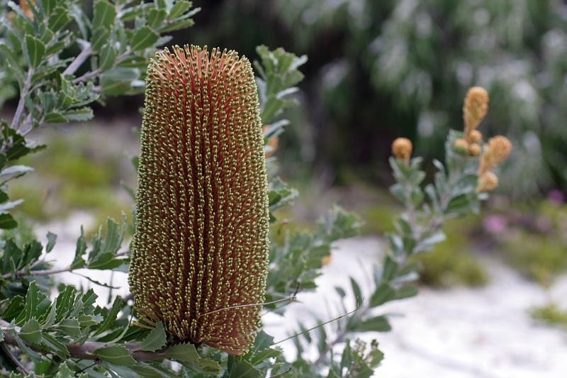 Banksia praemorsa, Lokation: Australien | Western Australia | Emu Point | Emu Point Kategorien: Familie: Proteaceae (Proteusgewächse ), Datum: 27.10.2008