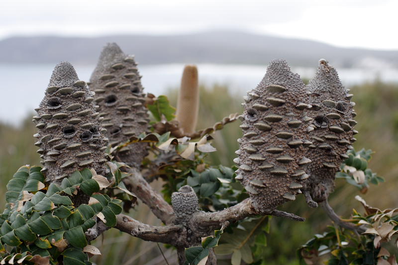 Banksia grandis, Lokation: Australien | Western Australia | Emu Point | Emu Point Kategorien: Familie: Proteaceae (Proteusgewächse ), Datum: 27.10.2008