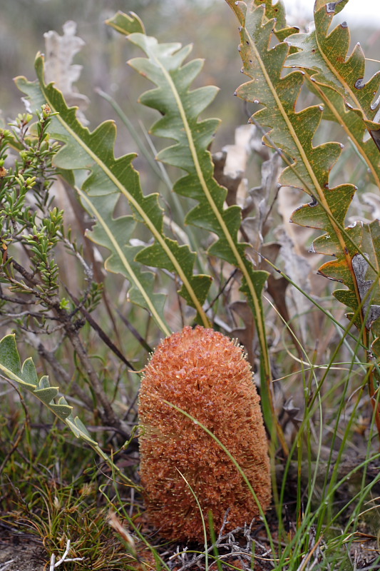 Banksia gardneri, Lokation: Australien | Western Australia | Woogenellup | Woogenellup Kategorien: Familie: Proteaceae (Proteusgewächse ), Datum: 28.10.2008