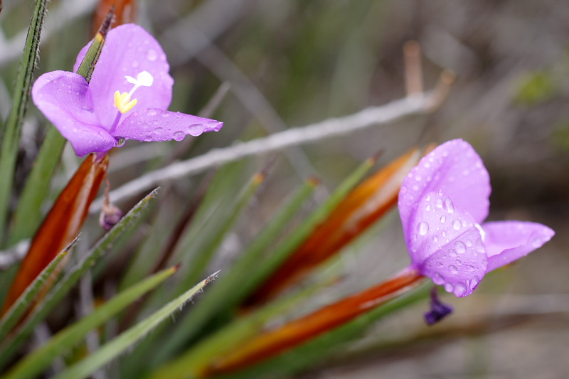 Patersonia occidentalis, Lokation: Australien | Western Australia | Woogenellup | Woogenellup Kategorien: Familie: Iridaceae (Schwertliliengewächse ), Datum: 28.10.2008