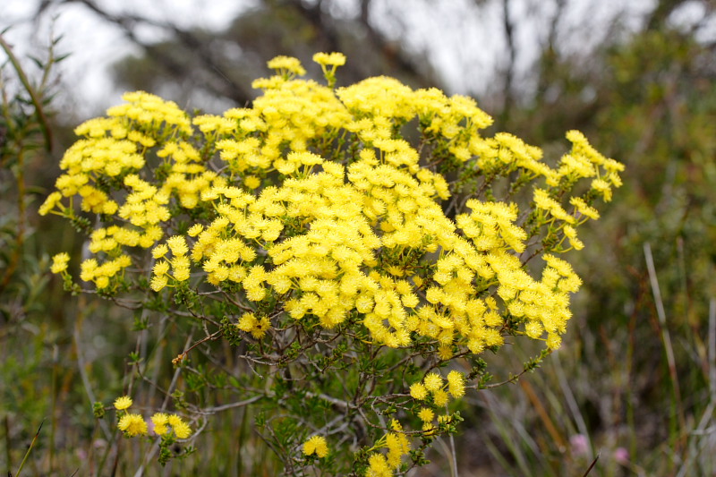 Verticordia spec., Lokation: Australien | Western Australia | Woogenellup | Woogenellup Kategorien: Familie: Myrtaceae (Myrtengewächse ), Datum: 28.10.2008