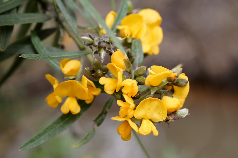 Callistachys lanceolata, Lokation: Australien | Western Australia | Woogenellup | Woogenellup Kategorien: Familie: Fabaceae (Schmetterlingsblütler ), Datum: 28.10.2008