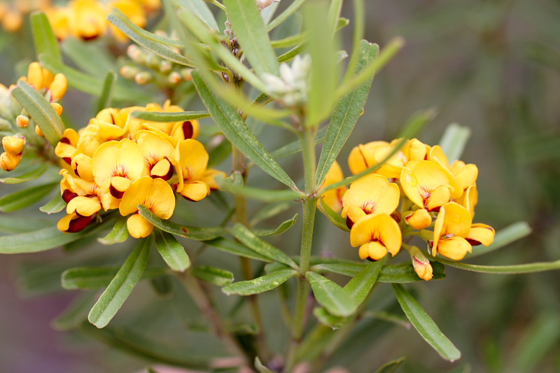 Gastrolobium bilobum, Lokation: Australien | Western Australia | Woogenellup | Woogenellup Kategorien: Familie: Fabaceae (Schmetterlingsblütler ), Datum: 28.10.2008
