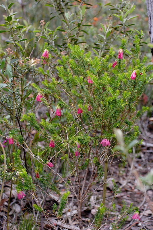 Darwinia leiostyla, Lokation: Australien | Western Australia | Woogenellup | Woogenellup Kategorien: Familie: Myrtaceae (Myrtengewächse ), Datum: 28.10.2008
