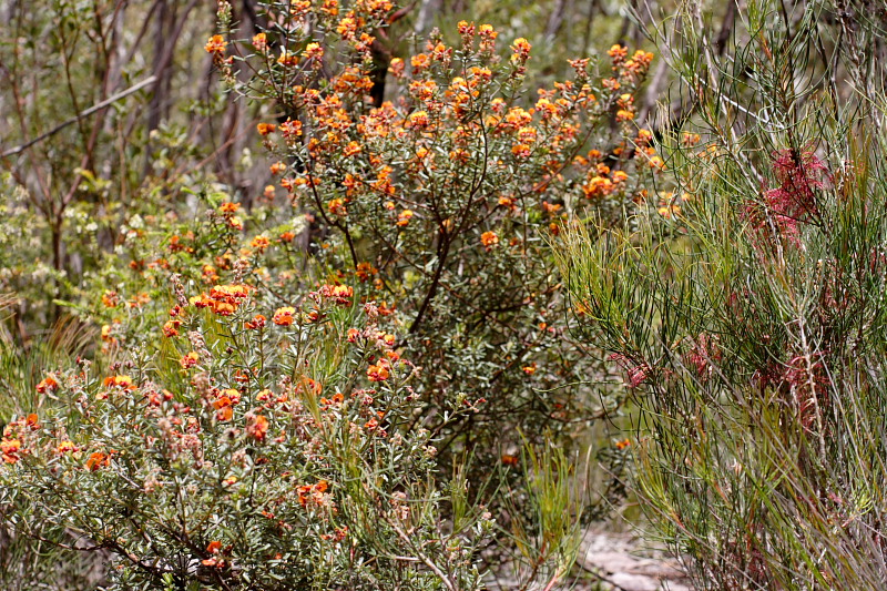 Lokation: Australien | Western Australia | Woogenellup | Woogenellup Kategorien: Datum: 28.10.2008