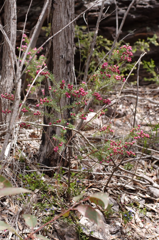 Boronia spec., Lokation: Australien | Western Australia | Woogenellup | Woogenellup Kategorien: Familie: Rutaceae (Rautengewächse ), Datum: 28.10.2008