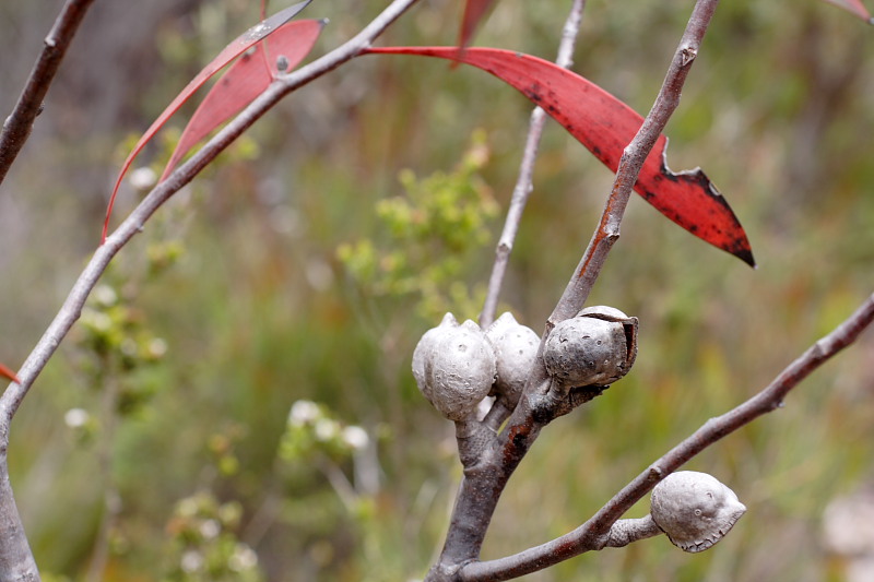 Hakea spec., Lokation: Australien | Western Australia | Woogenellup | Woogenellup Kategorien: Familie: Proteaceae (Proteusgewächse ), Datum: 28.10.2008
