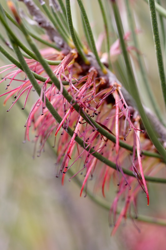 Calothamnus spec., Lokation: Australien | Western Australia | Woogenellup | Woogenellup Kategorien: Familie: Myrtaceae (Myrtengewächse ), Datum: 28.10.2008