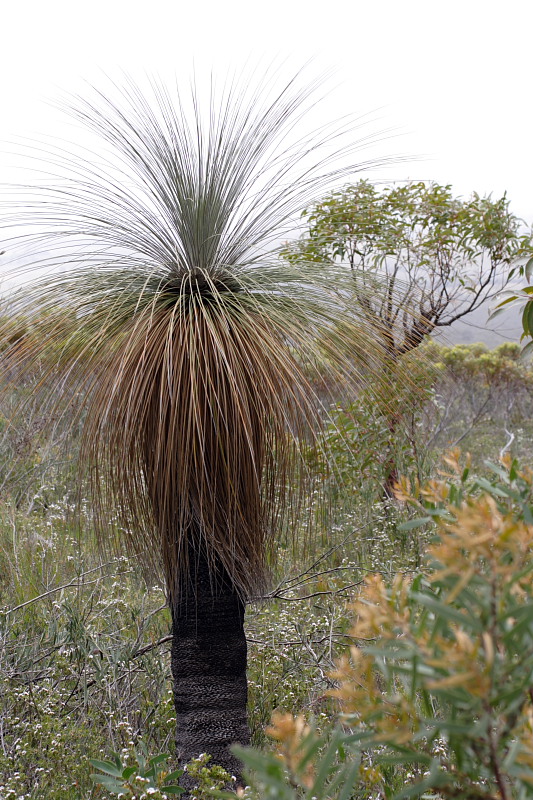 Kingia australis, Lokation: Australien | Western Australia | Woogenellup | Woogenellup Kategorien: Familie: Dasypogonaceae (Dasypogonaceen), Datum: 28.10.2008