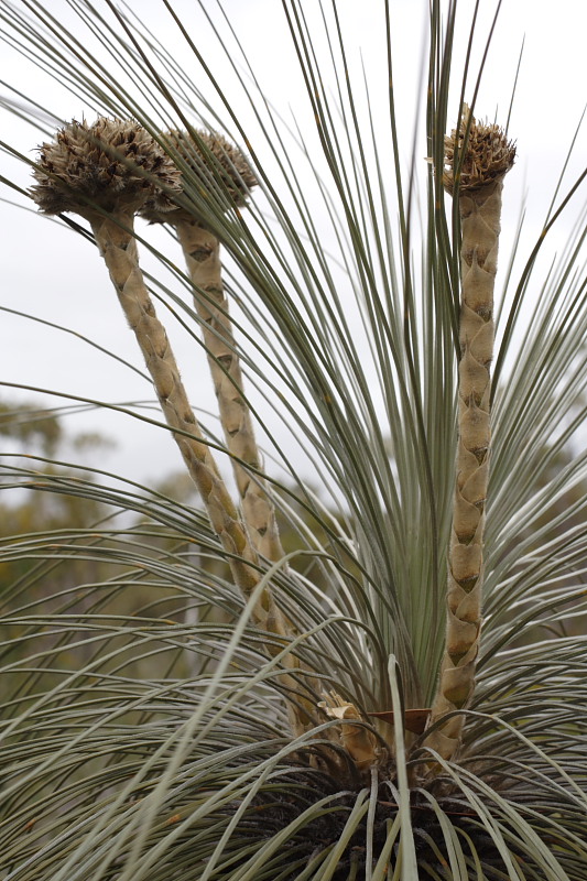 Kingia australis, Lokation: Australien | Western Australia | Woogenellup | Woogenellup Kategorien: Familie: Dasypogonaceae (Dasypogonaceen), Datum: 28.10.2008