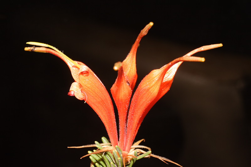 Lambertia ericifolia, Lokation: Australien | Western Australia | Woogenellup | Woogenellup Kategorien: Familie: Proteaceae (Proteusgewächse ), Datum: 28.10.2008