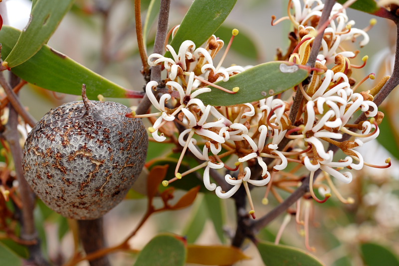 Hakea pandanicarpa, Lokation: Australien | Western Australia | Amelup | Borden Kategorien: Familie: Proteaceae (Proteusgewächse ), Datum: 28.10.2008
