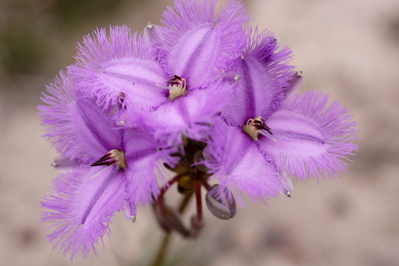 Lokation: Australien | Western Australia | Amelup | Borden Kategorien: Datum: 28.10.2008